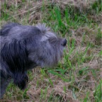 Garden - Farm - Robbie 2005-07-15 (23)