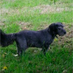 Garden - Farm - Robbie 2005-07-15 (15)