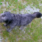 2005-05-09 sharie's flowers (68)