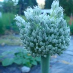P7140020
