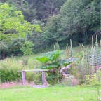 Garden - Farm - Robbie 2005-07-15 (21)