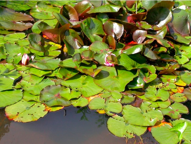 Loading Image