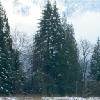 2003-12 White Christmas at Foxglove Farm (3)