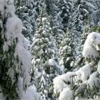 2003-12 White Christmas at Foxglove Farm (18)