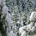 2003-12 White Christmas at Foxglove Farm (18)