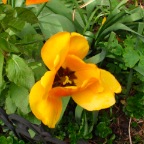 P4250030